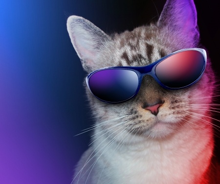 What Is The Song Cat Scratch Fever Really About What Is The Song Cat Scratch Fever Really About