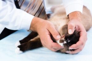 cat care