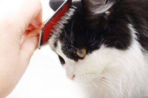 grooming cat
