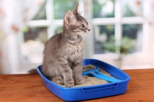 cat with litter box