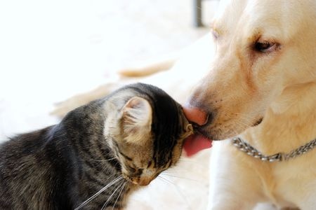 How to introduce a sales dog into a cat home
