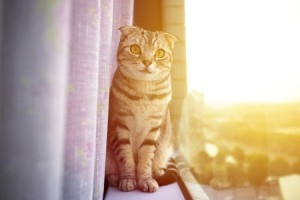 Cat in Windowsill