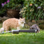 Two Maine Coon cats standing behind lawn sprinkler water fountain outdoors in the garden looking at camera curiously
