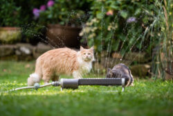 Two Maine Coon cats standing behind lawn sprinkler water fountain outdoors in the garden looking at camera curiously
