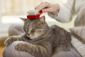 Brushing a Cat