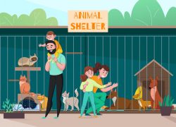 Commercial Cat Enclosures for Animal Shelters