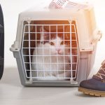 Commercial Cat Shelter Units for Sale