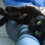 Commercial Cat Enclosures for Sale