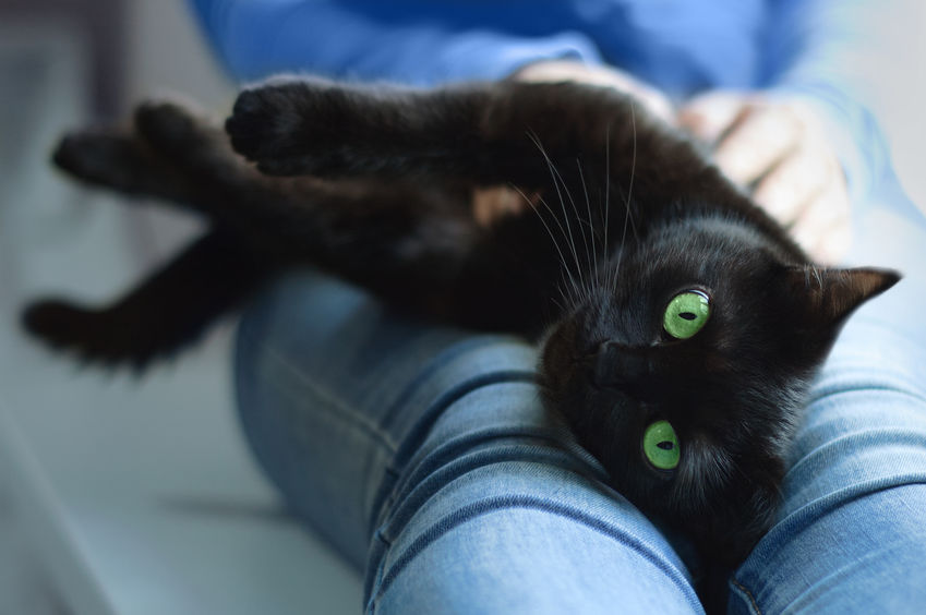 The Surprising Health Benefits Of Cat Ownership