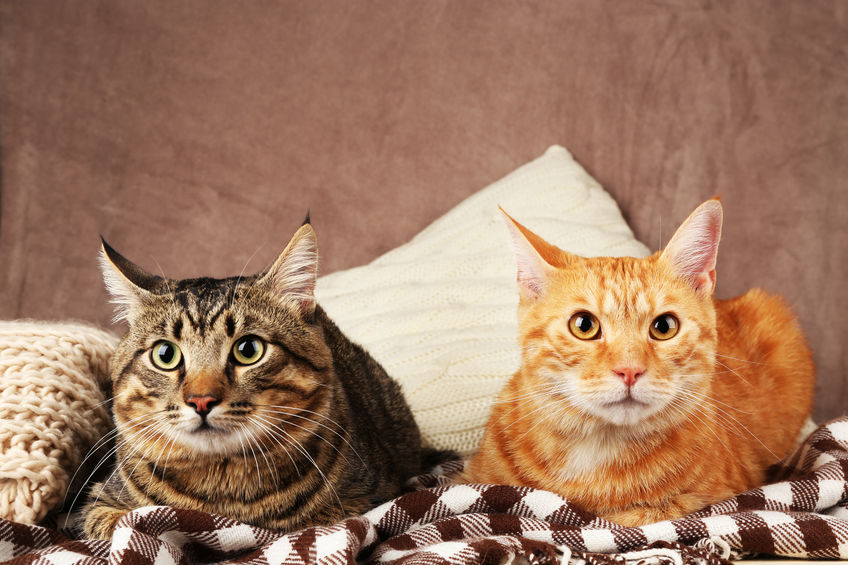 4 Steps for Introducing a Second Cat to Your Resident Kitty The Cats Inn