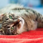 Commercial Cat Townhouses and Shelters