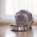 Commercial Cat Shelters for Sale