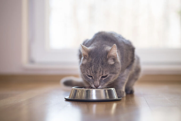 What to Know About Transitioning Your Cat to a New Food The Cats Inn