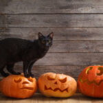 Black Cat with Orange Halloween Pumpkins on Wooden Background