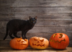 Black Cat with Orange Halloween Pumpkins on Wooden Background