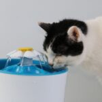 Black and white cat drinks fresh water from an electric drinking fountain.