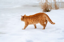 Orange house cat enjoying a stroll through the winter snow