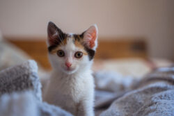 New calico kitten sitting and waiting to be named
