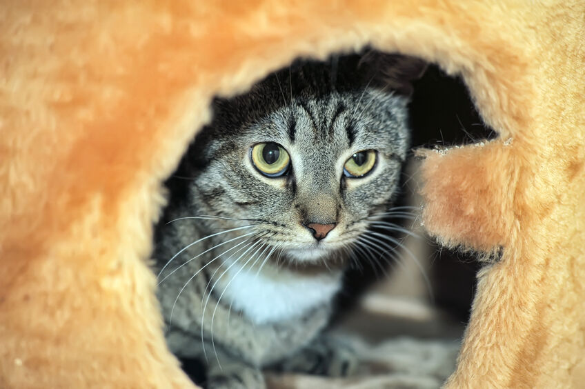 How to Prepare Your Home for a New Cat The Cats Inn