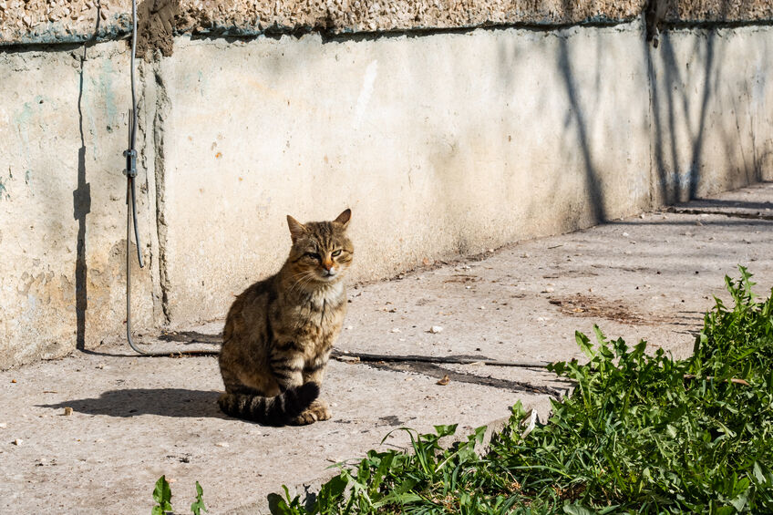 What To Do If You Find A Stray Cat The Cats Inn